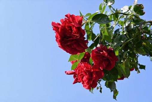 Bright red rose flower, JPG Bright red rose flower, JPG