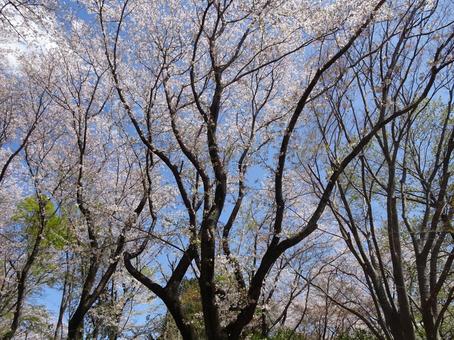四月の桜-58 四月の桜-58の写真