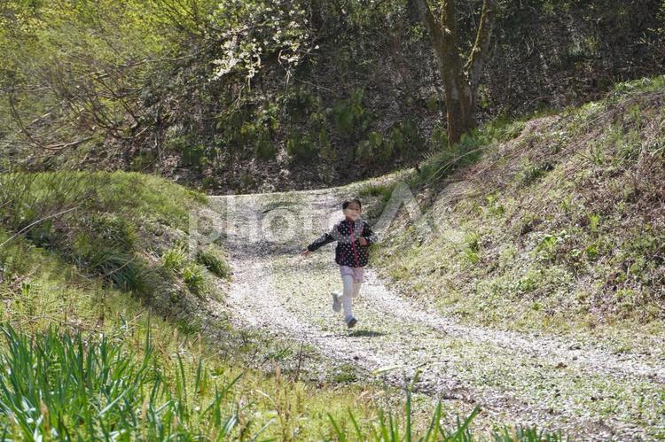 桜の散った山道を歩く女の子02 桜,桜の木,花びらの写真素材