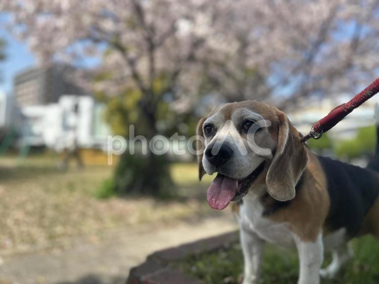満開の桜とペットの可愛いビーグル犬 ビーグル,桜,犬の写真素材