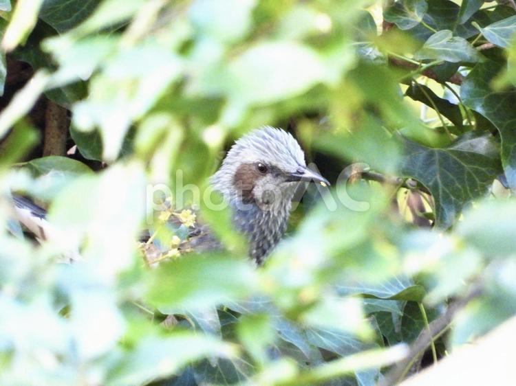 薮の中で花芽を食むヒヨドリ 鳥,野鳥,ヒヨドリの写真素材