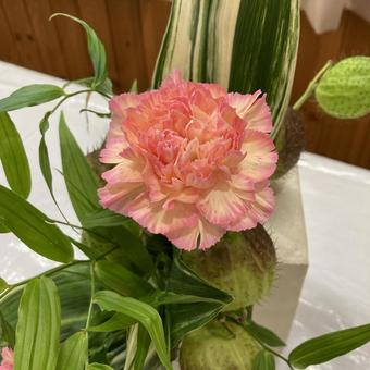カーネーション カーネーションの写真