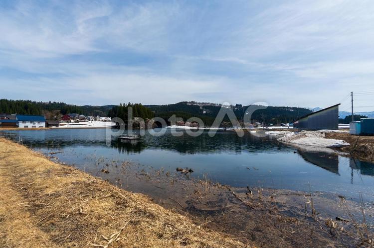 250422津南町中子の桜 新潟県,中魚沼郡,津南町の写真素材