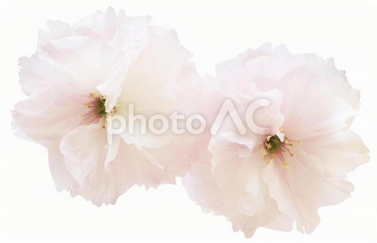 切り抜き素材　桜　普賢象9　パス付き 桜,白,花の写真素材