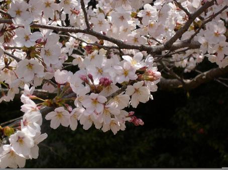 桜の花 桜の花の写真