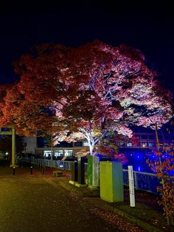 ライトアップされる紅葉　福井中央公園 紅葉,モミジ,ライトアップの写真素材