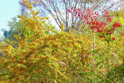 Photo, real, wood, red, 