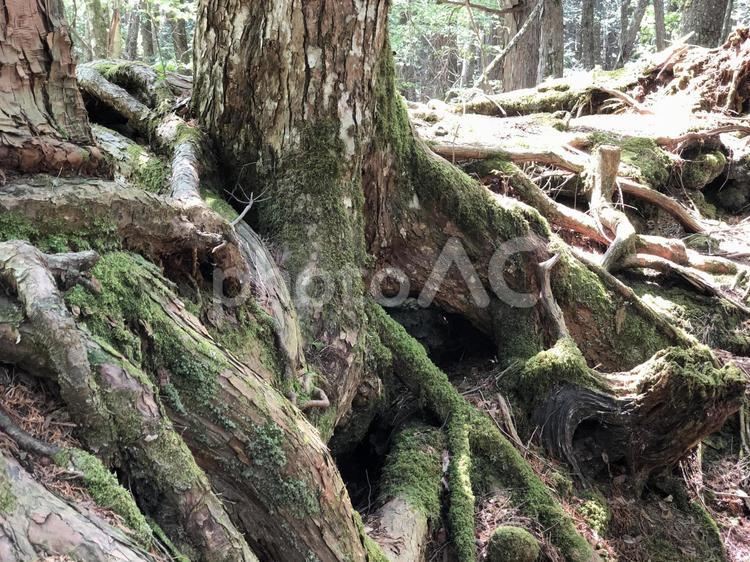 樹海の木の根 根っこ,苔,生命の写真素材