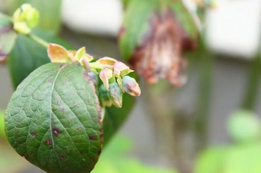 ブルーベリーの花 ブルーベリーの花の写真
