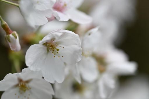 桜 桜の写真