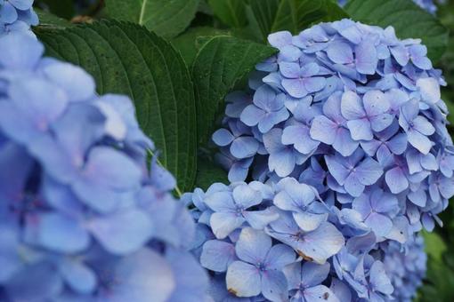 アジサイの写真