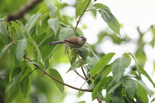 ルリハコバシチメドリ ルリハコバシチメドリ ルリハコバシチメドリ,野鳥,インドの写真素材