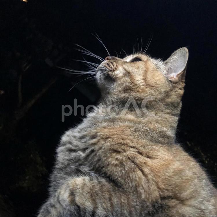 空を見上げるねこ ねこ,ノラネコ,動物の写真素材