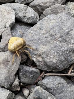 地面を歩くオオトリノフンダマシ 03 大鳥の糞騙し,オオトリノフンダマシ,蜘蛛の写真素材
