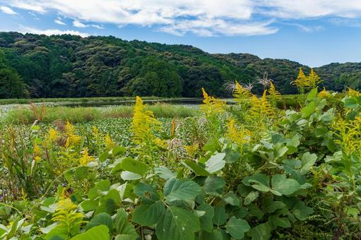 静岡県磐田市の鶴ケ池 10月秋の池の景色 静岡県磐田市の鶴ケ池 10月秋の池の景色 日本,静岡県,磐田市の写真素材