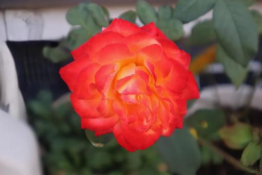 立ち止まってバラの香りを嗅ぐ バラ,花,flowerの写真素材