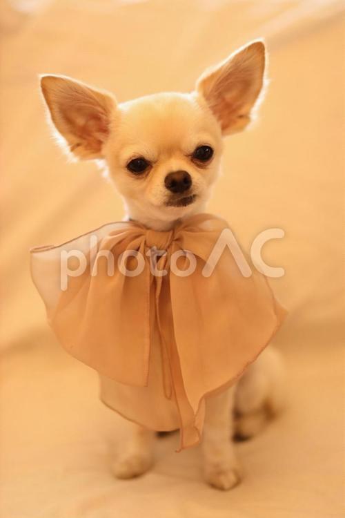 チワワ 犬,dog,チワワの写真素材