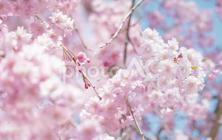春の満開の桜の背景画像 さくら,春,桜の写真素材