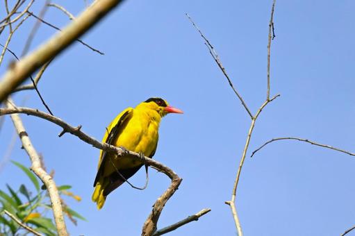 Yellow bird - Korean bush warbler, JPG Yellow bird - Korean bush warbler, JPG