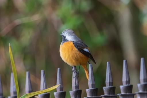 柵にとまるジョウビタキのオス 柵にとまるジョウビタキのオスの写真