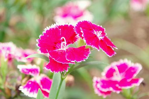 ナデシコの赤い花(テルスター) ナデシコの赤い花(テルスター)の写真