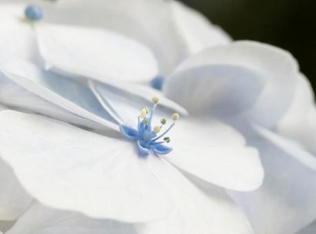 Hydrangea, JPG Hydrangea, JPG