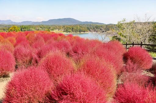 紅葉したコキア コキア,ホウキギ,紅葉の写真素材