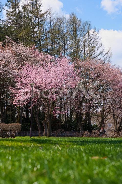 北海道のエゾヤマザクラ 桜,エゾヤマザクラ,植物の写真素材