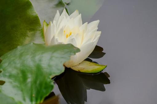 Photo, early summer, flower, water lily, 