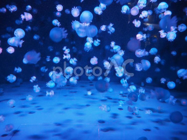 たくさんの小さなクラゲ クラゲ,小さい,たくさんの写真素材