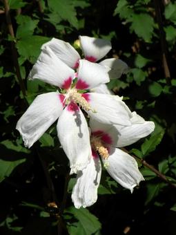 公園の花壇に咲くムクゲの花 公園の花壇に咲くムクゲの花 ムクゲ,花,植物の写真素材