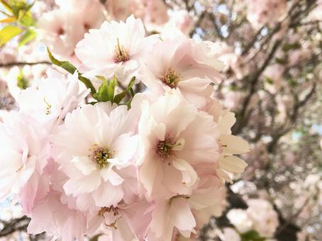 満開の八重桜 満開の八重桜の写真