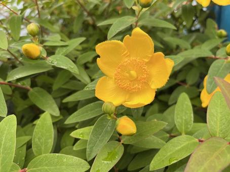 Yellow flower No. 2, JPG