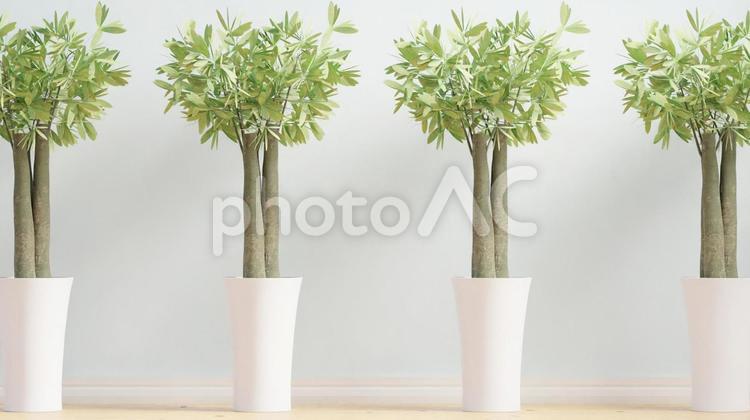 ブログやホームページ用観葉植物のイメージ 観葉植物,ライフスタイル,断捨離の写真素材