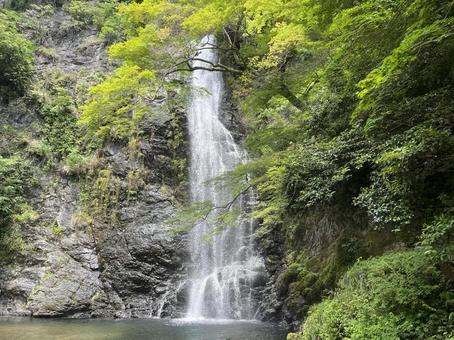 箕面大滝 箕面大滝 滝,箕面,新緑の写真素材
