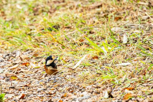ヤマガラ(30)の写真