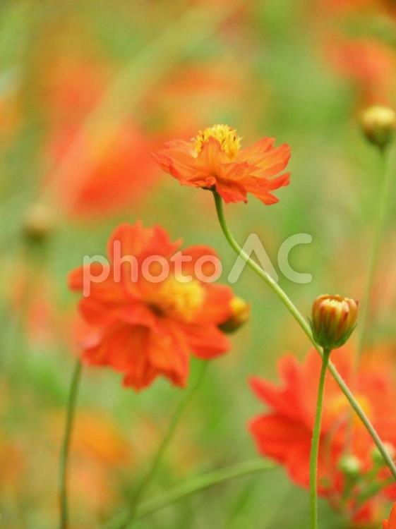 秋の訪れ 花,秋,キバナコスモスの写真素材