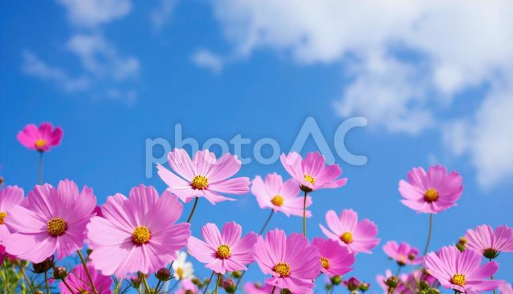 ピンクのコスモスのアップと青空 コスモス,花,秋の写真素材