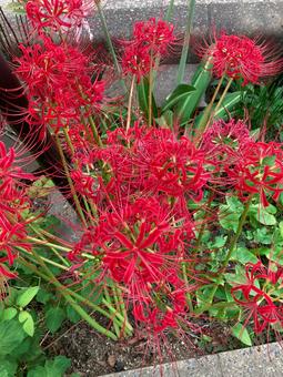 彼岸花　曼珠沙華の写真