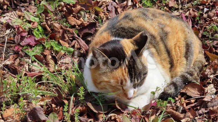 日向ぼっこしているミケの可愛い眠り猫 三毛猫,猫,昼寝の写真素材