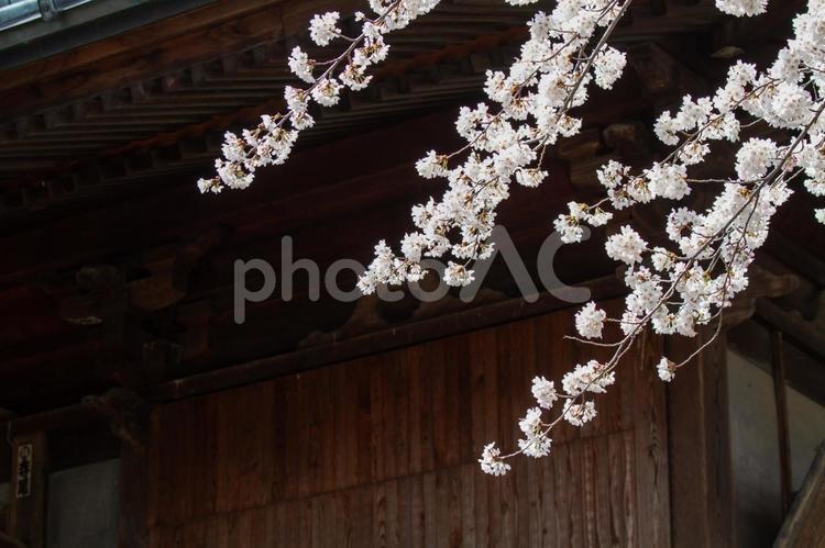 神社に咲く満開の桜 サクラ,さくら,桜の写真素材