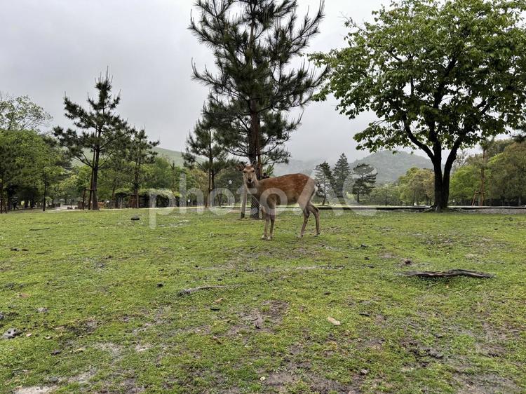 遠くからじーーっ（見てるよ） 奈良公園,早朝,初夏の写真素材
