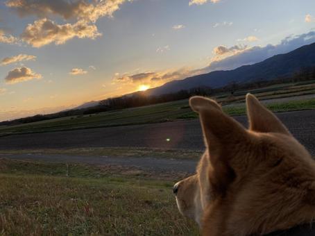 黄昏 黄昏 朝日,日の出,犬の写真素材