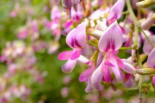 ハギ ハギの写真