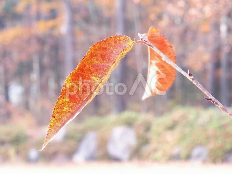風景　枝に残った紅葉 01 紅葉,日光,秋の写真素材