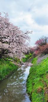用水路の土手に咲く桜の木 用水路の土手に咲く桜の木の写真