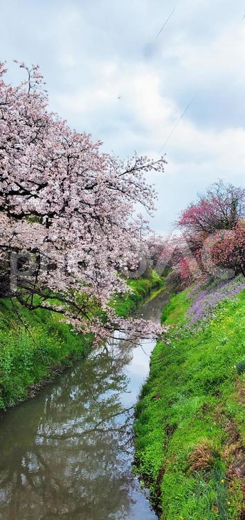 用水路の土手に咲く桜の木 桜,さくら,高台橋の写真素材