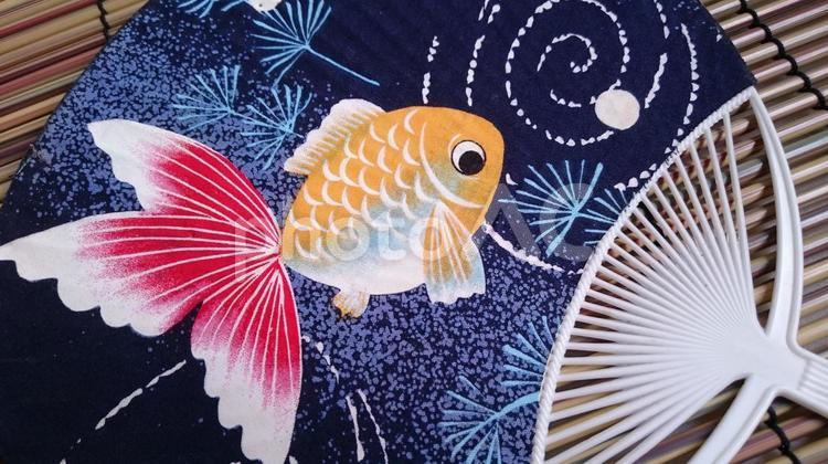 金魚柄のうちわ うちわ,和柄,金魚の写真素材