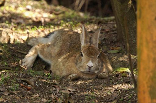 広島県大久野島の眠そうなウサギ4 うさぎ,眠い,寝るの写真素材