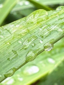 葉に水滴 葉に水滴の写真